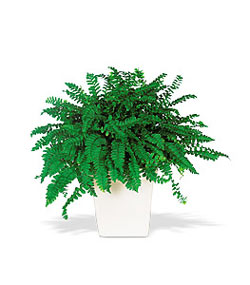  Ankara Pursaklar online �i�ek g�nderme sipari�  Decorative Fern ask merdiveni
