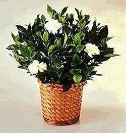  Ankara Pursaklar 14 �ubat sevgililer g�n� �i�ek  Gardenia Plant ithal saksi