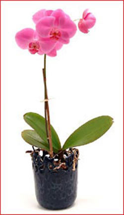  Ankara Pursaklar �i�ek ma�azas� , �i�ek�i adresleri  Phalaenopsis Orchid Plant