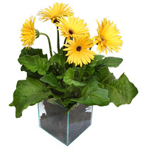 9 adet gerbera �i�egi ve cam tanzim  Ankara cicek , cicekci 