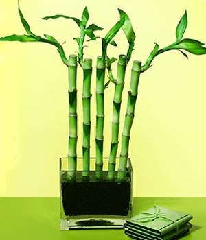 Ankara Pursaklar 14 �ubat sevgililer g�n� �i�ek  Bonsai 7 Yas civari