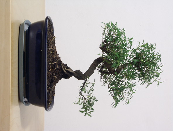 ithal bonsai saksi �i�egi  Ankara Pursaklar �i�ek sipari�i vermek 