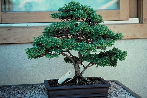 ithal bonsai saksi �i�egi  Ankara Pursaklar 14 �ubat sevgililer g�n� �i�ek 