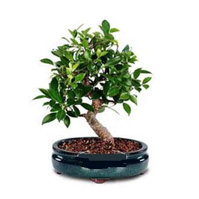 ithal bonsai saksi �i�egi  Ankara Pursaklar �i�ek sipari�i sitesi 