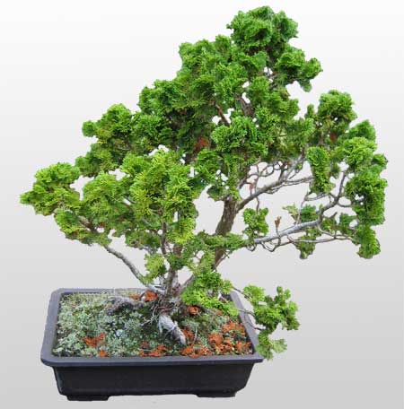 ithal bonsai saksi �i�egi  Ankara Pursaklar hediye �i�ek yolla 
