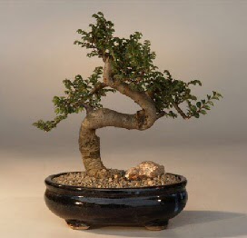 ithal bonsai saksi �i�egi  Ankara Pursaklar 14 �ubat sevgililer g�n� �i�ek 