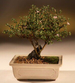 ithal bonsai saksi �i�egi  Ankara Pursaklar �i�ek ma�azas� , �i�ek�i adresleri 