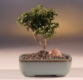  Ankara Pursaklar �i�ek yolla  ithal bonsai saksi �i�egi  Ankara internetten �i�ek sat��� 