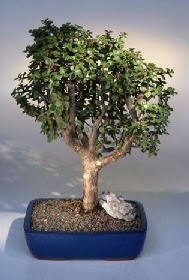  Ankara �i�ek g�nderme  ithal bonsai saksi �i�egi  Ankara Pursaklar �i�ek�iler 