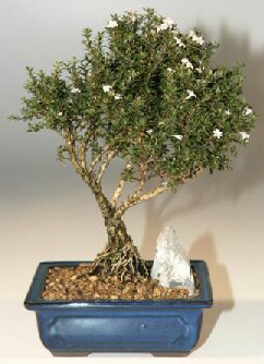  Ankara �Pursaklar i�ek , �i�ek�i , �i�ek�ilik  ithal bonsai saksi �i�egi  Ankara Pursaklar online �i�ek g�nderme sipari� 