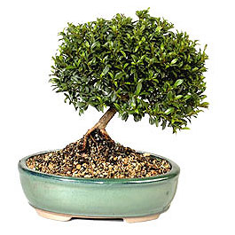  Ankara Pursaklar cicekciler , cicek siparisi  ithal bonsai saksi �i�egi  Ankara Pursaklar hediye sevgilime hediye �i�ek 