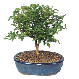  Ankara �i�ek�i ma�azas�  ithal bonsai saksi �i�egi  Ankara Pursaklar online �i�ek�i , �i�ek sipari�i 