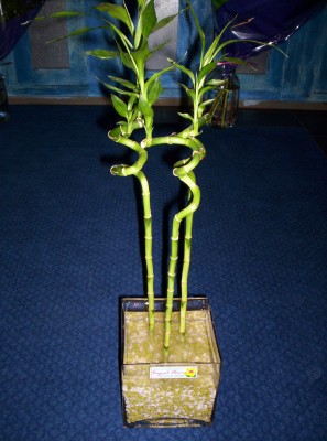 Lucky Bamboo 3 adet saksi �i�egi  Ankara Pursaklar cicekciler , cicek siparisi 