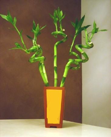 Lucky Bamboo 5 adet vazo i�erisinde  Ankara internetten �i�ek sat��� 