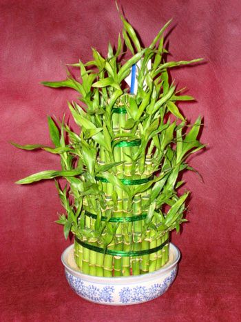Lucky Bamboo sans melegi �i�egi  Ankara Pursaklar �i�ek sipari�i sitesi 