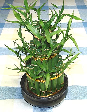 Lucky Bamboo sans melegi �i�egi  Ankara Pursaklar �i�ek�iler 