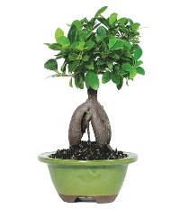 Bonsai saks� �i�e�i  Ankara Pursaklar �i�ek sipari�i sitesi 