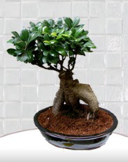 saks� �i�e�i japon a�ac� bonsai  Ankara kaliteli taze ve ucuz �i�ekler 