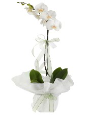 1 dal beyaz orkide �i�e�i  Ankara Pursaklar �i�ek sipari�i vermek 