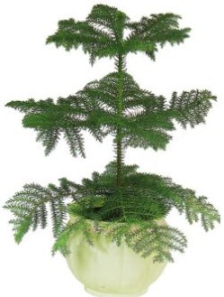 Araucaria Heterophylla i� mekan saks�  Ankara Pursaklar �i�ek ma�azas� , �i�ek�i adresleri 