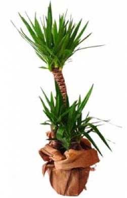 2 li yucca saks� �i�e�i  Ankara Pursaklar �i�ek ma�azas� , �i�ek�i adresleri 