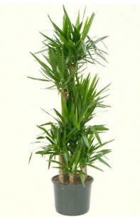 7 li yucca saks� bitkisi  Ankara �i�ek servisi , �i�ek�i adresleri 