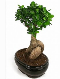 Bonsai saks� bitkisi japon a�ac�  Ankara Pursaklar �i�ek sipari�i sitesi 