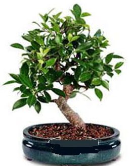 5 ya��nda japon a�ac� bonsai bitkisi  Ankara anneler g�n� �i�ek yolla 
