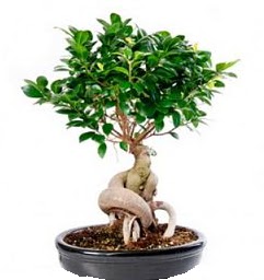 Bonsai Japon a�ac� saks� bitkisi  Ankara Pursaklar 14 �ubat sevgililer g�n� �i�ek 