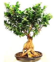 Bonsai Japon a�ac� saks� bitkisi  Ankara Pursaklar �i�ek sipari�i sitesi 