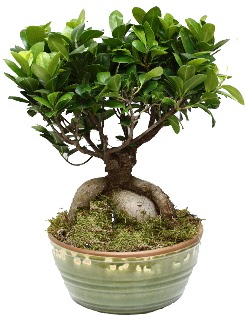 Japon a�ac� bonsai saks� bitkisi  Ankara Pursaklar hediye �i�ek yolla 