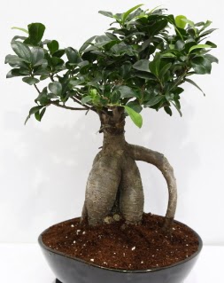 Japon a�ac� bonsai saks� bitkisi  Ankara Pursaklar �i�ek yolla 