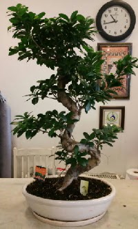100 cm y�ksekli�inde dev bonsai japon a�ac�  Ankara Pursaklar hediye �i�ek yolla 