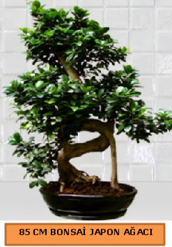 85 CM Japon a�ac� Bonsai saks� bitkisi  Ankara ucuz �i�ek g�nder 