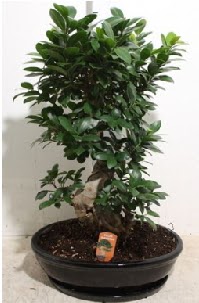 75 CM Ginseng bonsai Japon a�ac�  Ankara Pursaklar �nternetten �i�ek sipari�i 