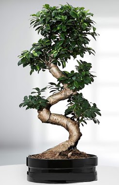 90 CM Japon A�ac� Bonsai saks� �i�e�i  Ankara Pursaklar g�venli kaliteli h�zl� �i�ek 