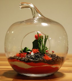 Elma Terrarium 3 kakt�s orta boy  Ankara Pursaklar 14 �ubat sevgililer g�n� �i�ek 