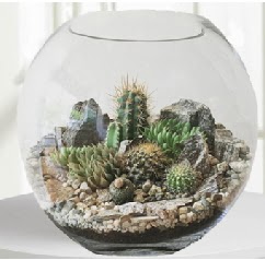 Cam fanus Terrarium 5 kakt�s  Ankara Pursaklar �i�ek ma�azas� , �i�ek�i adresleri 