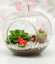 K���k elma terrarium 3 kakt�s  Ankara Pursaklar online �i�ek g�nderme sipari� 
