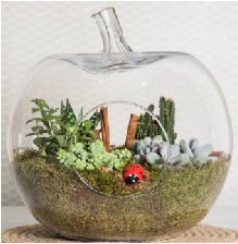 Elma terrarium orta boy 4 kakt�s  Ankara Pursaklar �i�ek sipari�i sitesi 