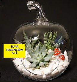 5 kakt�sl� Elma terrarium orta boy  Ankara Pursaklar online �i�ek g�nderme sipari� 