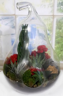 5 adet kakt�s orta boy armut terrarium  Ankara Pursaklar �i�ek sipari�i sitesi 