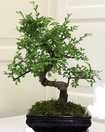 Bonsai saks� �i�e�i  Ankara Pursaklar 14 �ubat sevgililer g�n� �i�ek 