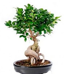 Bonsai japon a�ac� seramik i�inde  Ankara Pursaklar �i�ek�iler 