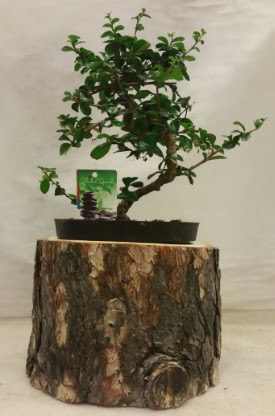 Do�al k�t�k i�inde bonsai japon a�ac�  Ankara Pursaklar hediye �i�ek yolla 