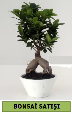 Bonsai japon a�ac� sat���  Ankara �i�ek servisi , �i�ek�i adresleri 