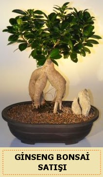 �thal Ginseng bonsai sat��� japon a�ac�  Ankara Pursaklar �i�ek sipari�i sitesi 