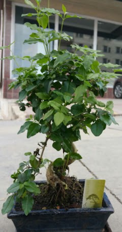 Bonsai japon a�ac� saks� bitkisi  Ankara Pursaklar �i�ek sipari�i vermek 