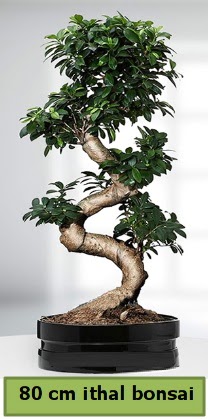 80 cm �zel saks�da bonsai bitkisi  Ankara Pursaklar �i�ek�i telefonlar� 