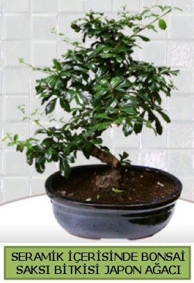 Seramik vazoda bonsai japon a�ac� bitkisi  Ankara Pursaklar �i�ek sipari�i sitesi 